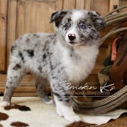 Splash - Blue merle male Australian Shepherd puppy in Grapeland, Texas from Smokin K Aussies