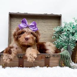 Brownie - Chocolate merle female Bernedoodle puppy in Statesville, North Carolina from Doodle Babies