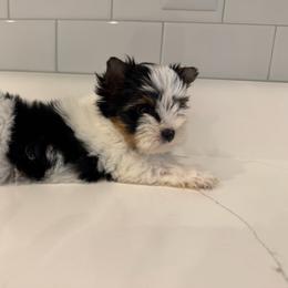 Grace - Black tan and white female Biewer Terrier puppy in Cartersville, Georgia from Alpha Tiny Paws