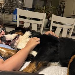 Bernese Mountain Dogs from Emma-Mada's Old Thyme Berners