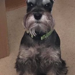 Miniature Schnauzer Puppies from Pierhaus Minature Schnauzers