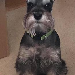 Miniature Schnauzer Puppies from Pierhaus Minature Schnauzers