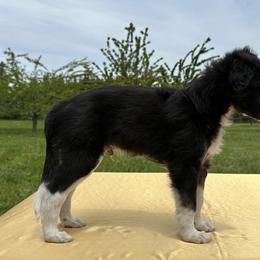 Silken Windhound Puppies from Luminous Silken Windhounds