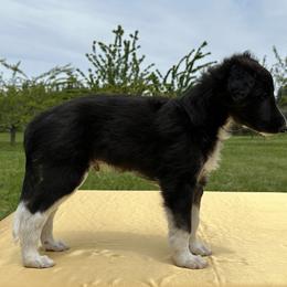 Silken Windhound Puppies from Luminous Silken Windhounds