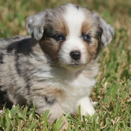 Miniature Australian Shepherd and Toy Australian Shepherd Puppies from TK Mini Aussies