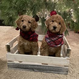 Labradoodle Puppies from Mount Olive Doodles