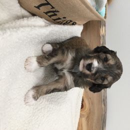 Bernedoodle Puppies from Cry Woof LLC