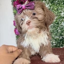 Girl 1 - Liver and white female Shih Tzu puppy in Seguin, Texas from Dolled Up Shih Tzus