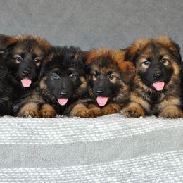 German Shepherd Puppies from Des Hausraben Shepherds