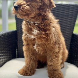 Bernedoodle, Cavapoo, Double Doodle, and Goldendoodle Puppies from Liberty Acres of Ohio