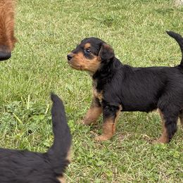 Airedale Terrier Puppies from Seaquest Airedales