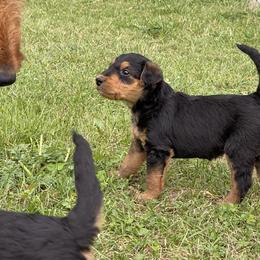 Airedale Terrier Puppies from Seaquest Airedales