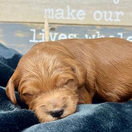 White Female - Apricot female Goldendoodle puppy in Great Falls, Montana from Montana Goldendoodles