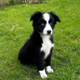 Gus - Black tri male Miniature Australian Shepherd puppy in Hokes Bluff, Alabama from Alegria Toy Aussies