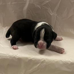 Riley Green - Brindle male Boxer puppy in Willard, North Carolina from Boone’s Boxers of North Carolina