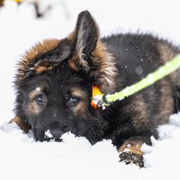 German Shepherd Puppies from Howixx German Shepherds