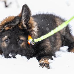 German Shepherd Puppies from Howixx German Shepherds