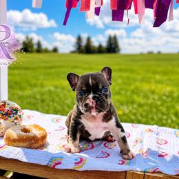 Boston - Tricolors male French Bulldog puppy in Upper Sandusky, Ohio from Rock Run Homestead
