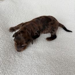 Male 3 - Dapple male Dachshund puppy in Brandon, Mississippi from A & N Kennels