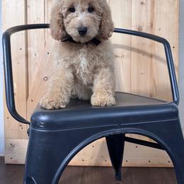 Black Female- MiniGoldendoodle - Cream female Goldendoodle puppy in Piedmont, South Carolina from The Farm at Saluda Ridge