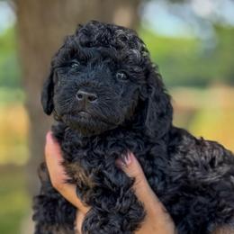 Cracker - Black male Bernedoodle puppy in Rose Hill, North Carolina from Red Door Canines