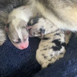 Pomsky Puppies from Pomsky‘s Palace