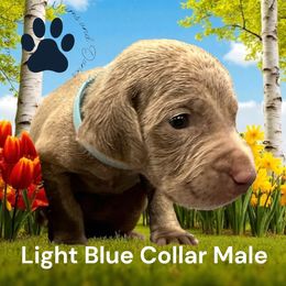 Light Blue Collar - Silver gray male Weimaraner puppy in New London County, Connecticut from Meadow Ridge Weims and Danes