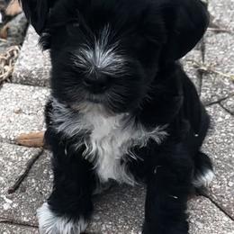 Miniature Schnauzer Puppies from Blue Ribbon Schnauzers