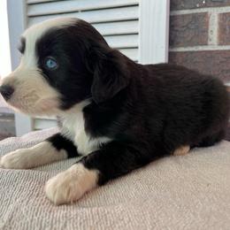 Boy 1 - Black tri male Miniature Australian Shepherd puppy in Hokes Bluff, Alabama from Alegria Toy Aussies