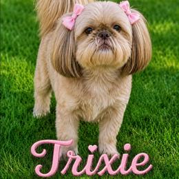 Trixie - Shih Tzu