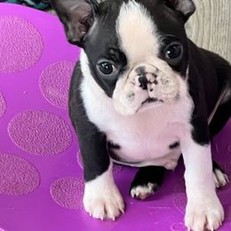 Swayze - Black brindle and white male Boston Terrier puppy in Shell Knob, Missouri from Stoneridge Kennel