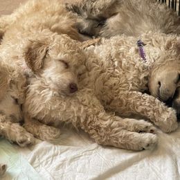 Poodle Puppies from Forest City Standard Poodles