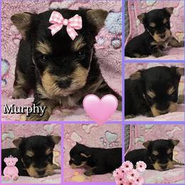 Girl 3 - Black and tan female Yorkshire Terrier puppy in Gatesville, Texas from Schultz Yorkies byGrace