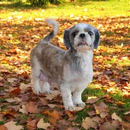 Cammie - Shih Tzu