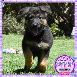 SOCKS IS SUPERB - Black and red female German Shepherd puppy in Murrieta, California from Diamond Oaks German Shepherds