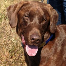 Labrador Retriever Puppies from Lazy M Labradors