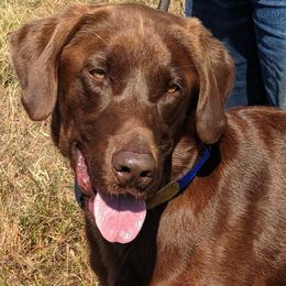 Labrador Retriever Puppies from Lazy M Labradors