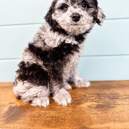 Sprout - Blue merle male Aussiedoodle puppy in Science Hill, Kentucky from Southern Paws Kennels