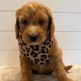 No Collar Girl - Apricot female Goldendoodle puppy in San Augustine, Texas from Vintage Doodles