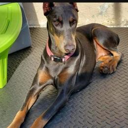 Kimber - Doberman Pinscher