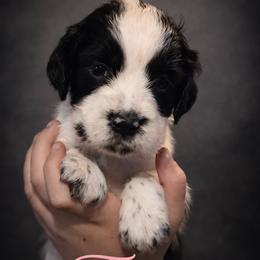 Fable - Black and white female English Springer Spaniel puppy in Florida from Thunderbird Springers