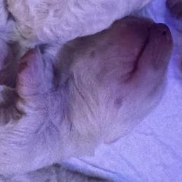 Boy 2 - White male Maremma Sheepdog puppy in Long Valley, New Jersey from Hope's Farm