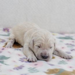 Belle - Light golden female Golden Retriever puppy in Lakewood, California from Cloud Nine Kennel