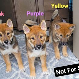 Shiba Inu and Shikoku Ken Puppies from Sierra Ohkami Kennel