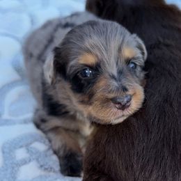 Asteria - Blue merle female Aussiedoodle puppy in Hempstead, Texas from Young Gun Aussies