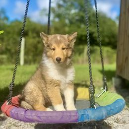 Te Fiti - Sable and white female Collie puppy in St Augustine, Florida from Saltwater Collies LLC