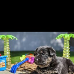 German Shepherd Puppies from Flussufer German Shepherds