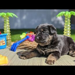 German Shepherd Puppies from Flussufer German Shepherds
