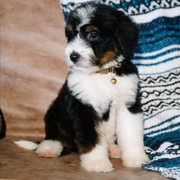 Bandido - Tri-color male Bernedoodle puppy in Grove, Oklahoma from Grand Lake Poodles & Doodles