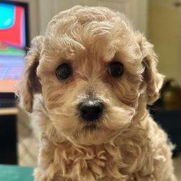 Eddie - Cream male Poodle puppy in Bedford, Texas from S.H.A.R.P.’s Toy Poodles